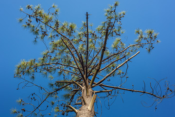 Cedar pine cones on the tree, the most common type of coniferous