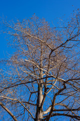 Obraz premium swamp cypress branches on blue sky