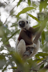 rare lemur Crowned Sifaka, Propithecus Coquerel, watching from a tree nearby, Ankarafantsika Reserve, Madagascar