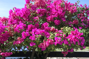 Beautiful azalea shrub  blooms in the garden