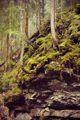 Old firs growing on the rocky slopes