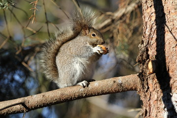 Naklejka na ściany i meble Cute grey squirrel with fluffy tail is standing on on a branch eating food
