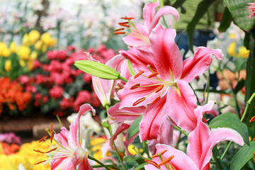 Pink lilly, Chiang Mai province, Thailand