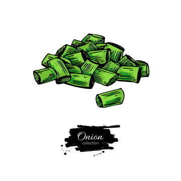 Green spring onion sliced heap. Hand drawn vector illustration. Isolated Vegetable object.
