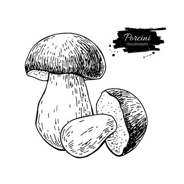 Porcini mushroom hand drawn vector illustration. Sketch food dra