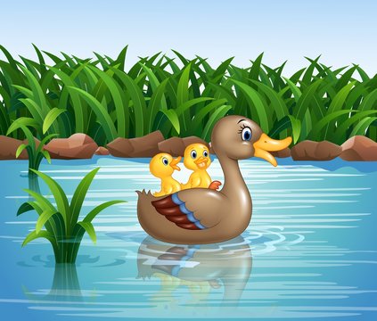 Duck family swimming
