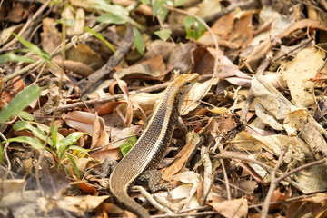 Madagascar girdled lizard, Zonosaurus madagascariensis lives on earth, reservations Tsingy, Ankarana, Madagascar