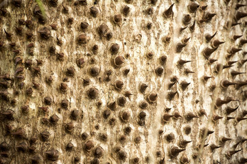 thorns on the bark of a tree an effective defense, northern Madagascar