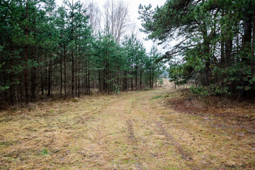 country road in forest