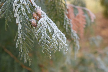 hoarfrost on branches
