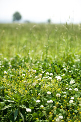 wild flowers in the farmland2