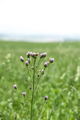 wild flowers in the farmland3