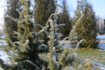 hoarfrost on branches