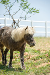 eating horse in the fence