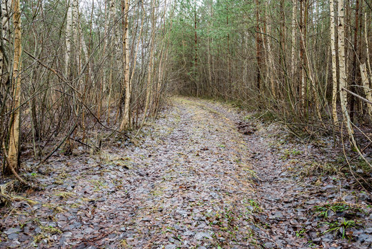 country road in forest