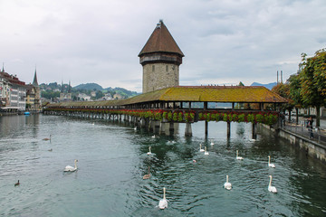 Swan Swims Towards Kapellbrucke or Chapel Bridge. Famous wooden bridge in Lucerne Switzerland
