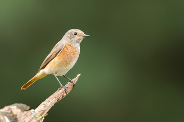 RedStart