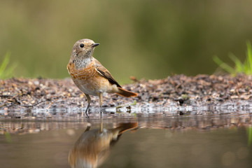 RedStart
