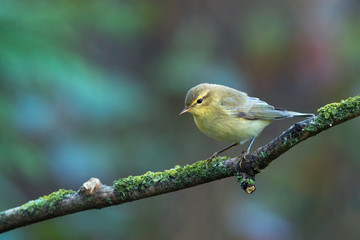 Willow Warbler