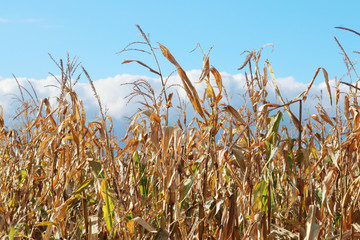 Corn in the field. Corn field ready for harvesting against blue sky. Close up horizontal composition.