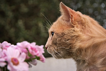 Portrait of an orange cat 