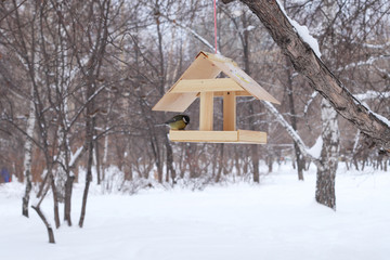 Bird winter feeding