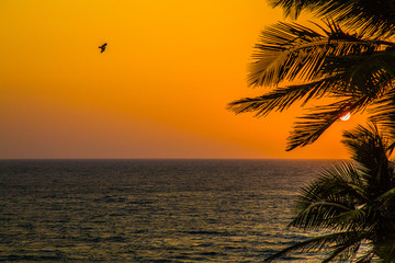Fototapeta na wymiar Sunset on palm beach, India