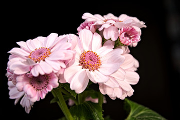 Beautiful light rosa flowers