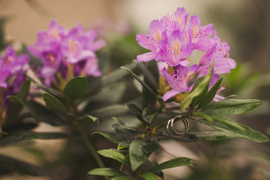 Wedding rings on azalea flowers branch in greenhouse.