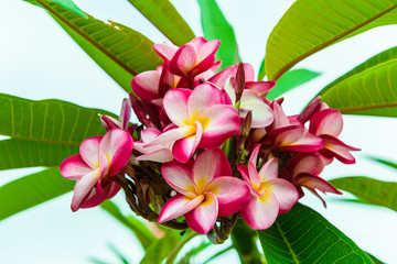 frangipani flower on the tree
