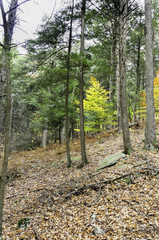 Small tree among evergreens