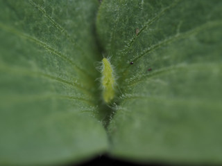 macro small pumpkin plant