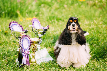 American Cocker Spaniel Dog Sitting On Green Grass Next To Three