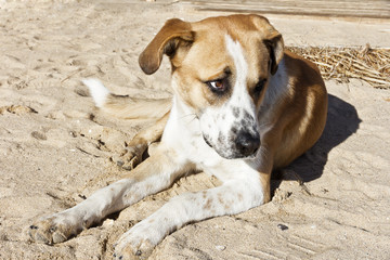 Dog on the beach, the owner abandoned