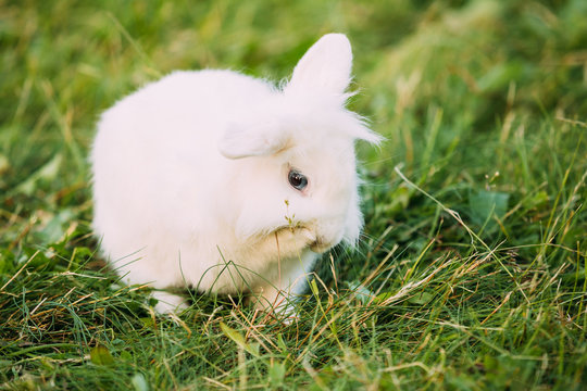 Close Blue Eyes Lop-Eared Dwarf Snow-White Mixed Breed Rabbit Bunny