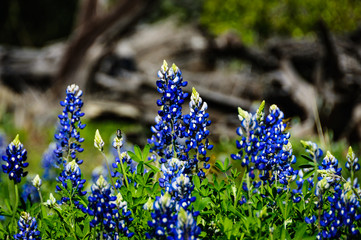 Texas Bluebonnets