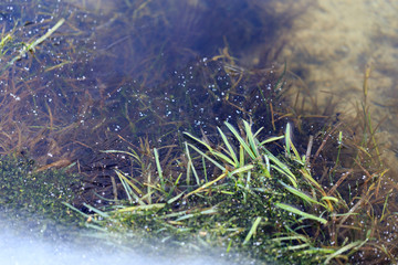 The boundary of the transparent and opaque ice on the lake. Green grass under the ice, snowflakes and dark water. Background, shallow depth of field.