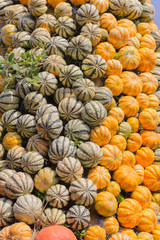 a field with pumpkins at a farm