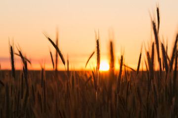 Silhouettes Of Wheat Against Background Of Scenic Country Summer