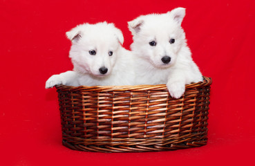 Fototapeta na wymiar White Swiss Shepherd puppy