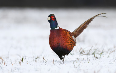 Ringneck Pheasant (Phasianus colchicus)