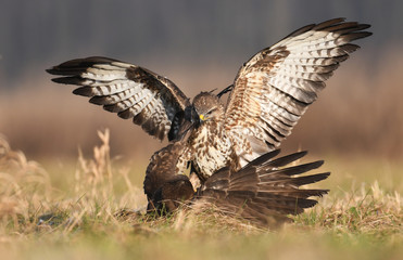 Common buzzard (Buteo buteo)
