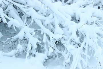 Fototapeta na wymiar spruce, fir, branches, trees in snow winter forest