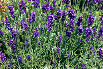 Bush blooming lavender