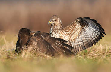Common buzzard (Buteo buteo)