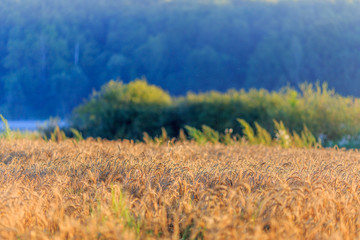 Obraz premium Wheat field with a lake and forest in the background.