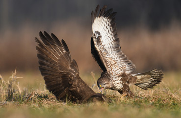 Common buzzard (Buteo buteo)