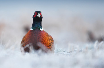 Ringneck Pheasant (Phasianus colchicus)