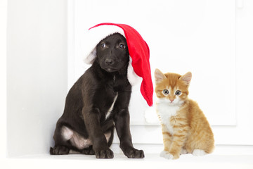 kitten and puppy in a Christmas hat of Santa Claus