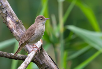 Adult Male Savi's warbler perched at an aged branch